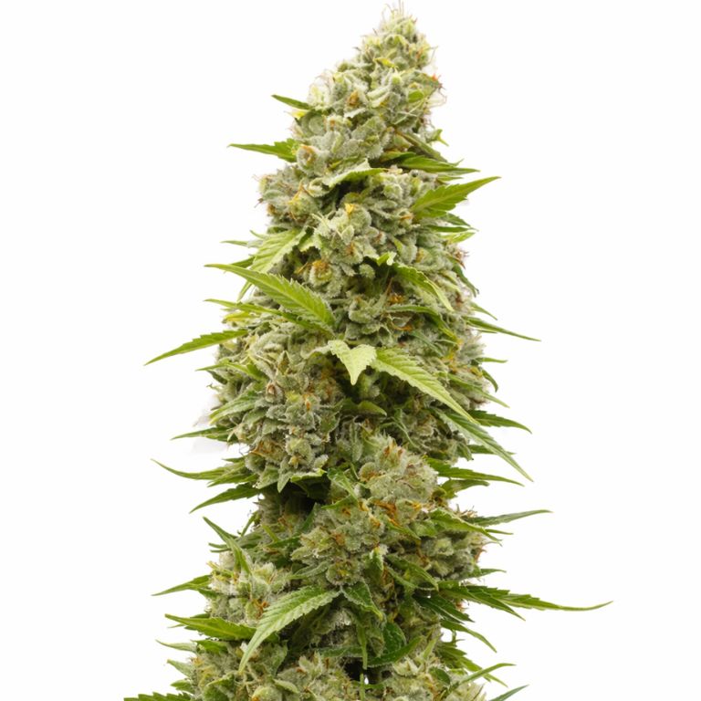 Batman OG cannabis seeds