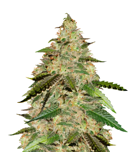 Bay 11 cannabis seeds