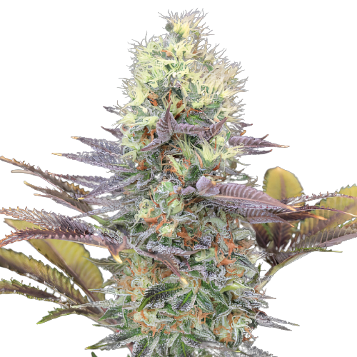 Bay Dream cannabis seeds