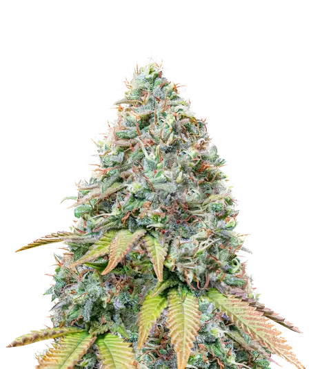 BCN Diesel CBD cannabis seeds