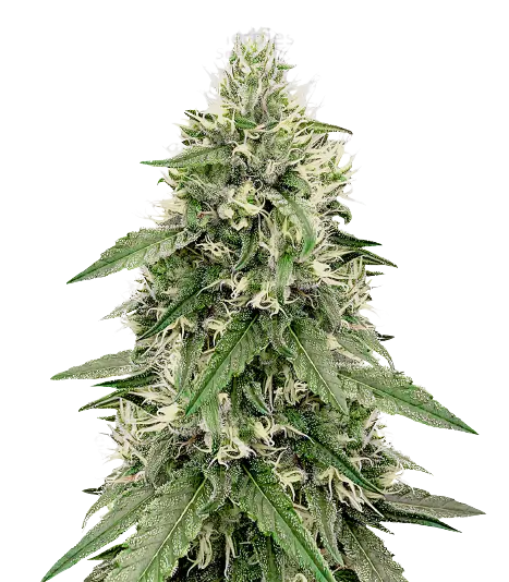 Bear Dance cannabis seeds