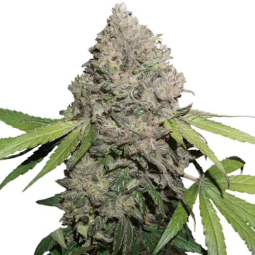 Berry Noir cannabis seeds