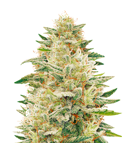Bianca cannabis seeds
