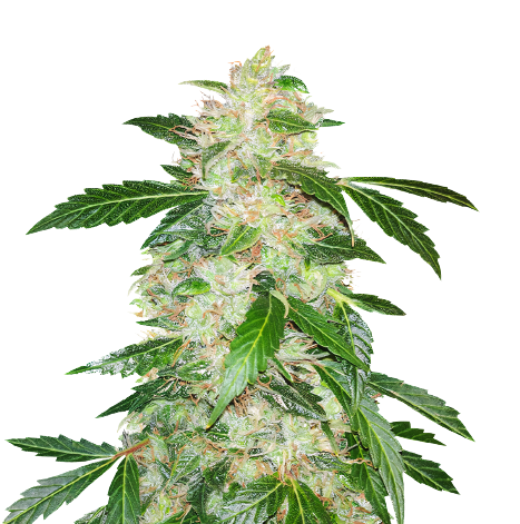 Big Bang cannabis seeds