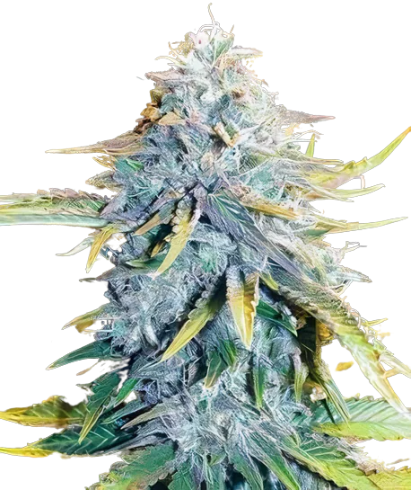 Big Blue cannabis seeds