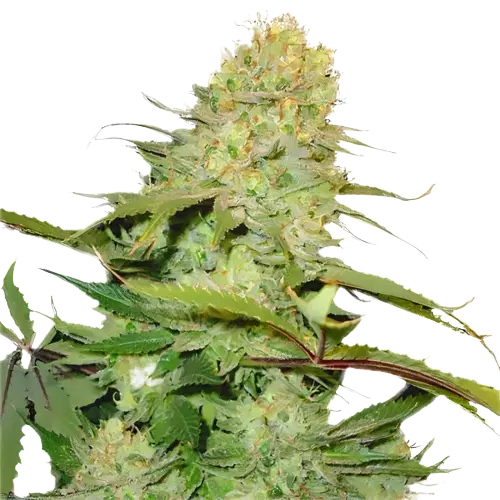 Big Buddha Cheese cannabis seeds