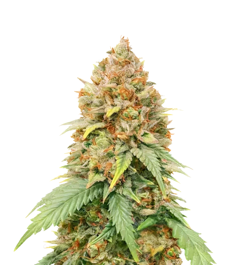 Big Cheese cannabis seeds