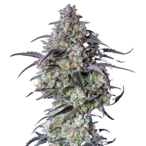 Big Sticky cannabis seeds