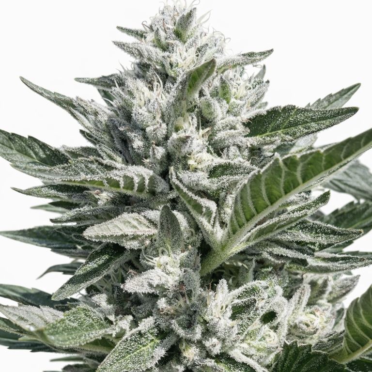 Bio Diesel cannabis seeds