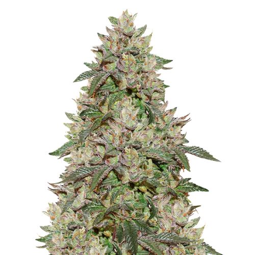 Birthday Cake Kush cannabis seeds