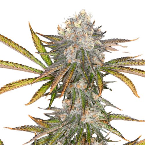 Black 84 cannabis seeds