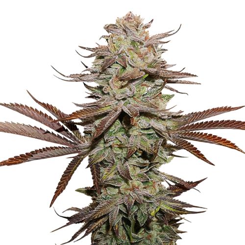 Black Afghan cannabis seeds