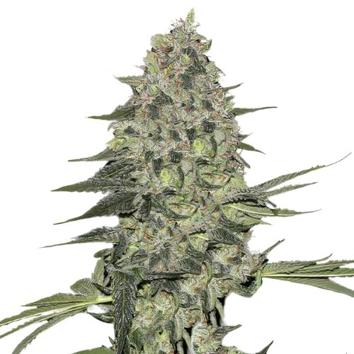 Black Bubba cannabis seeds