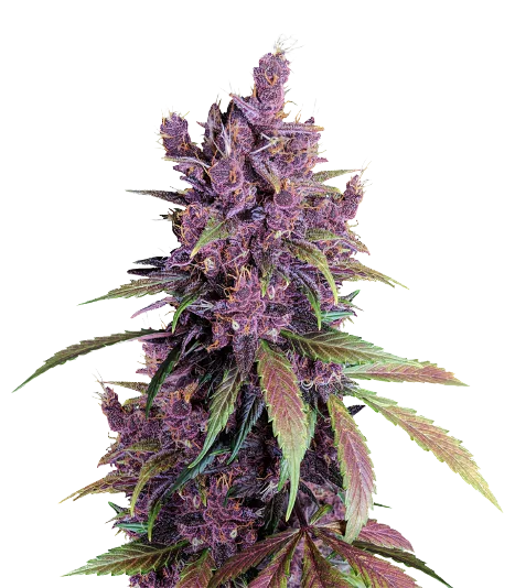 Black Cherry cannabis seeds