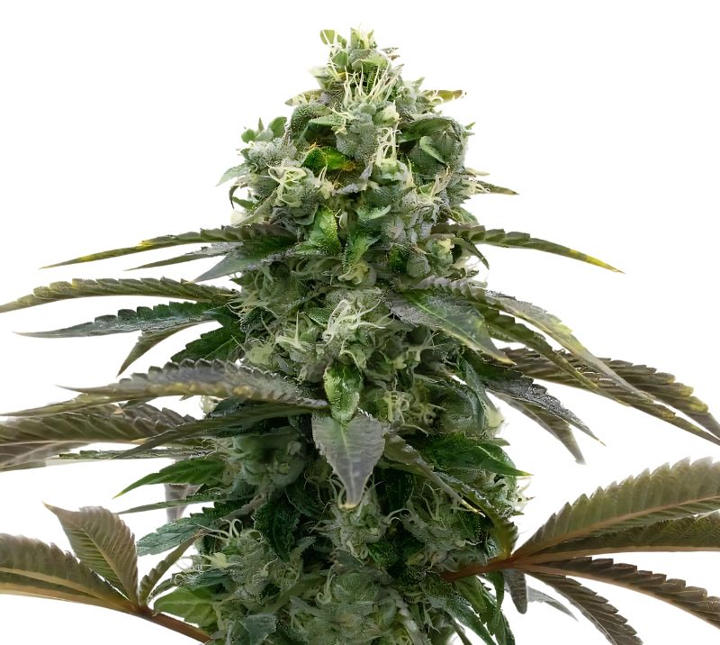 Black Demon OG cannabis seeds