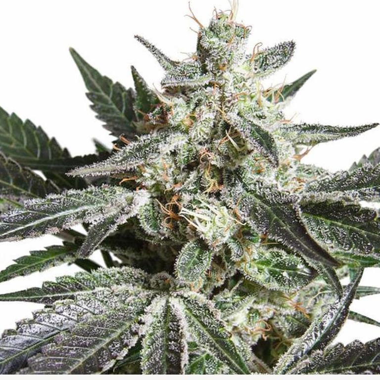 Black Jack cannabis seeds