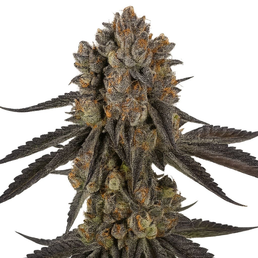 Black Mamba cannabis seeds