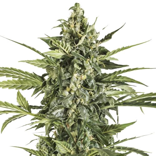 Black Russian cannabis seeds