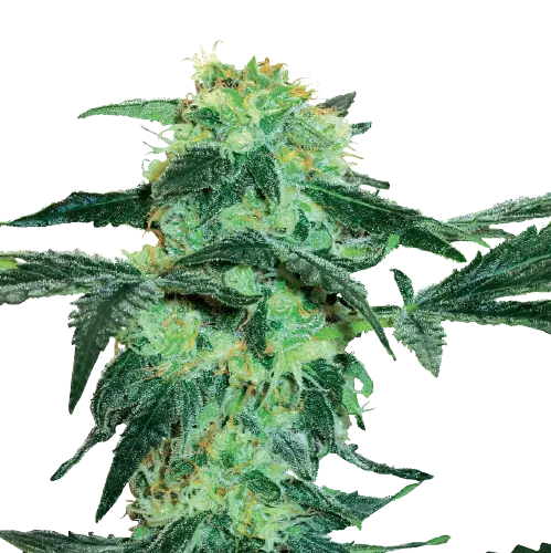 Black Tuna cannabis seeds