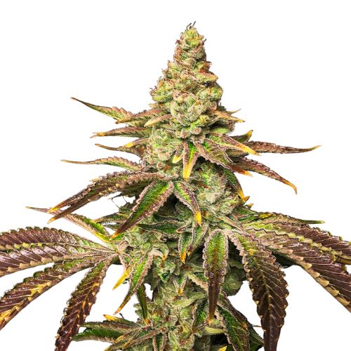 Black Widow cannabis seeds