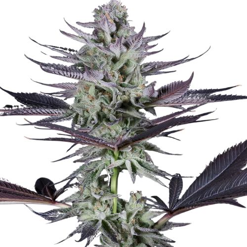 Blackberry Bubble cannabis seeds