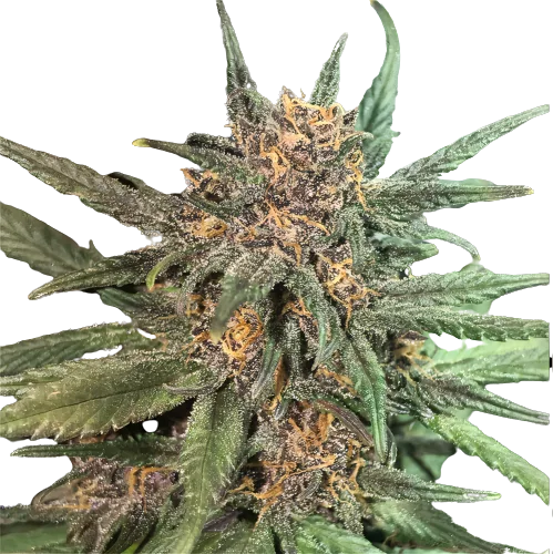 Blackberry Cream cannabis seeds