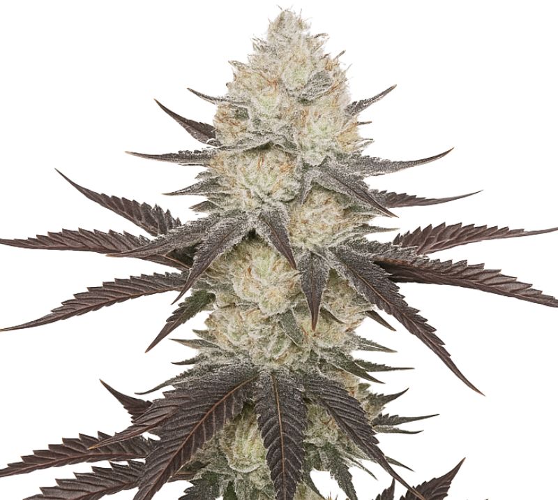 Blackberry cannabis seeds