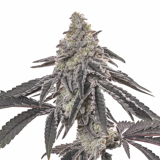 Blackberry Hashplant cannabis seeds