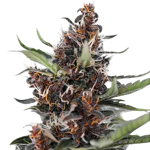 Blackberry Rhino cannabis seeds
