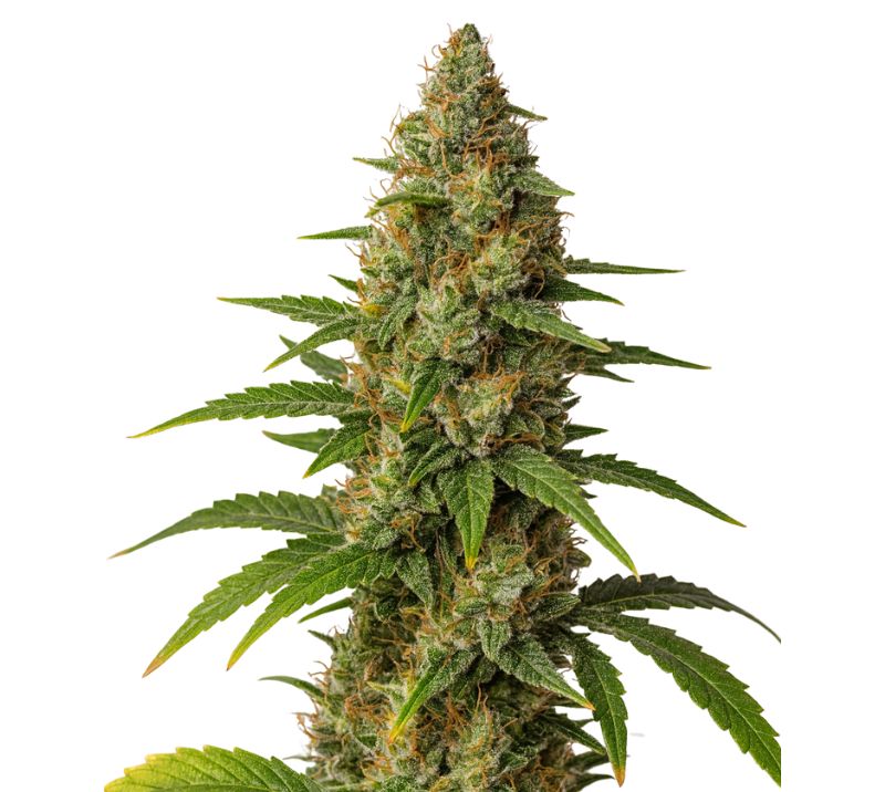 Blob OG cannabis seeds