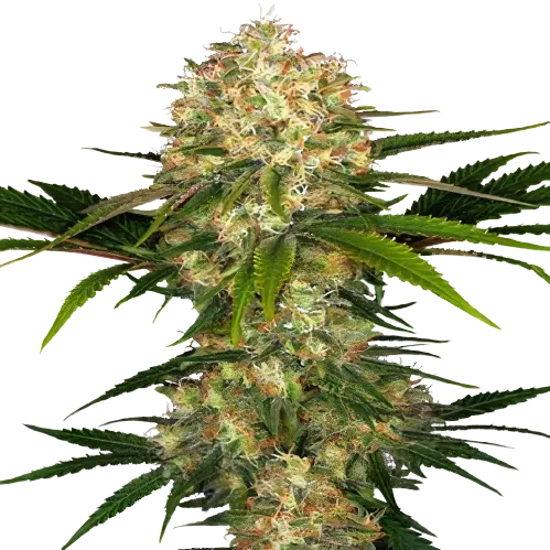 Blue Afghani cannabis seeds