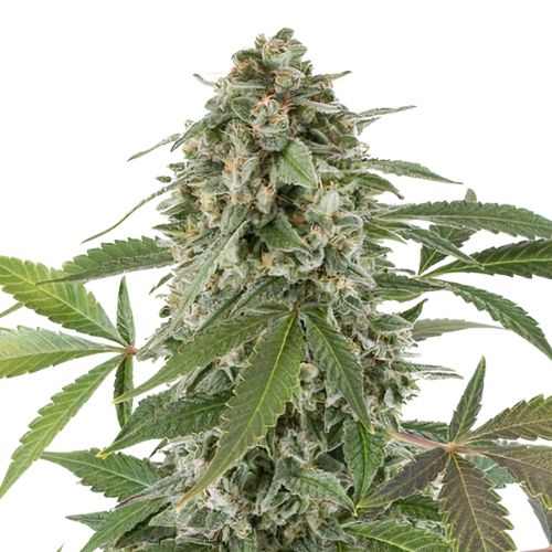 Blue Alien cannabis seeds