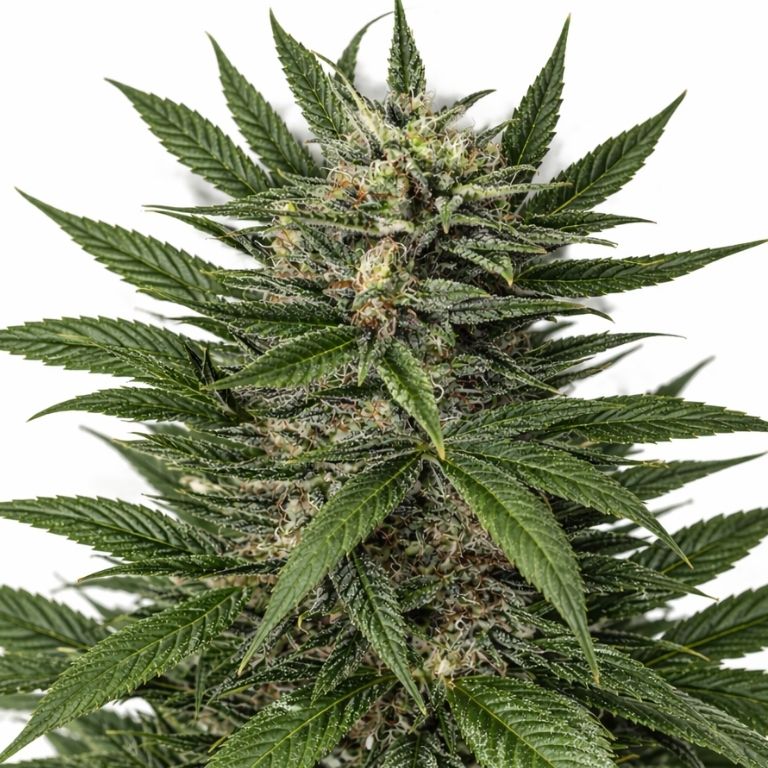 Blue Amnesia cannabis seeds