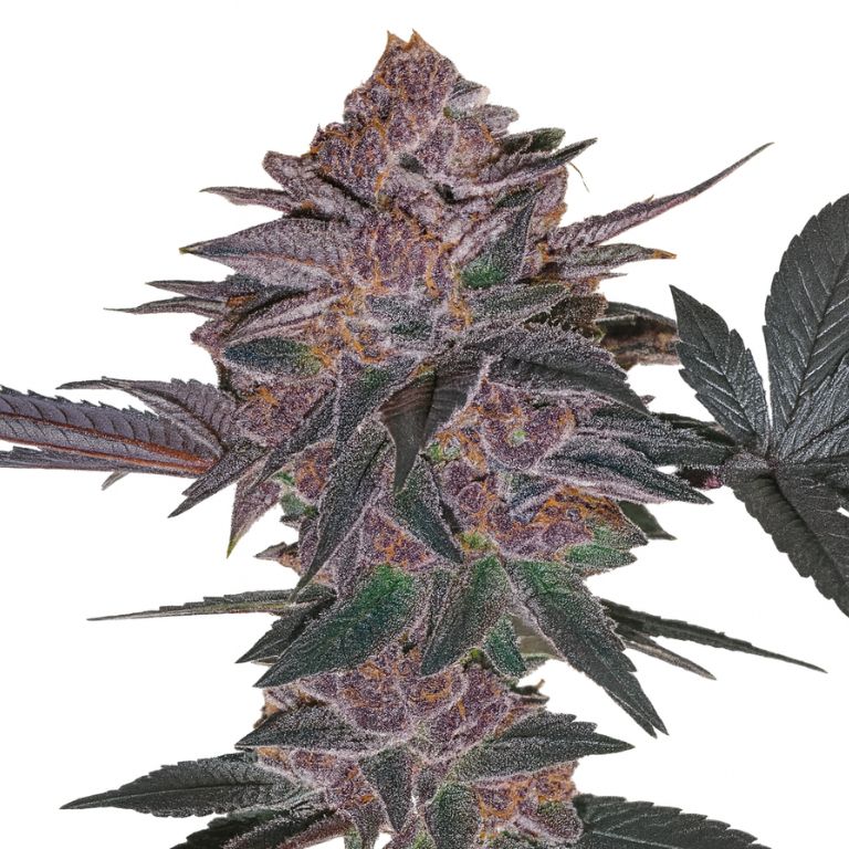 Blue Biscotti cannabis seeds