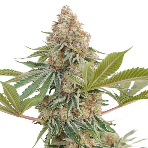 Blue Blood cannabis seeds