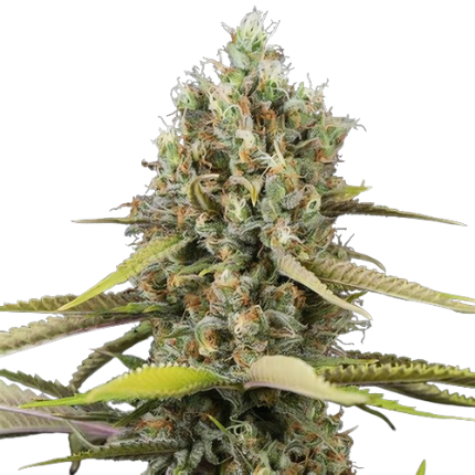 Blue Buddha cannabis seeds