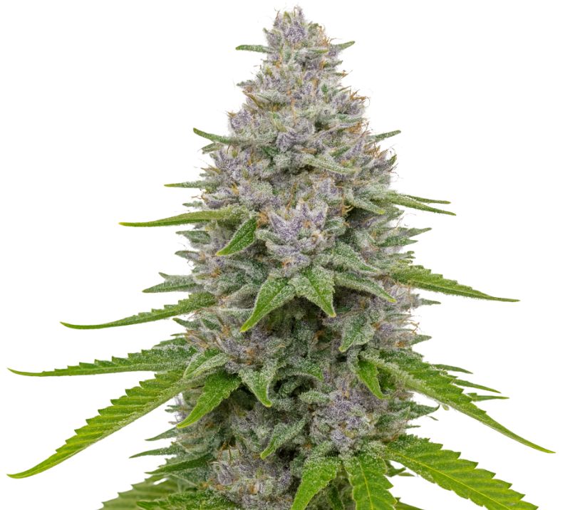 Blue Cookies cannabis seeds