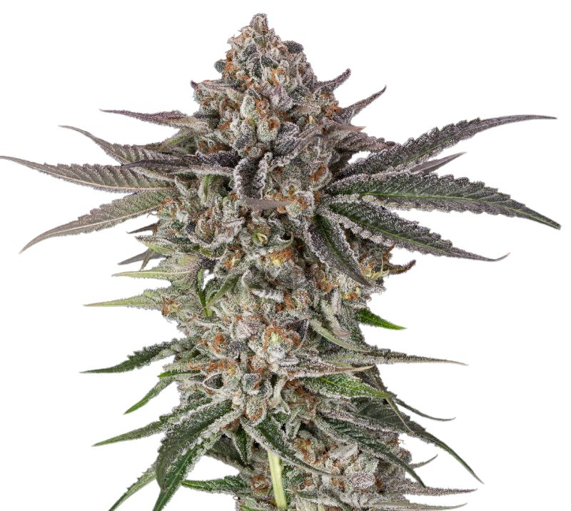 Blue Crack cannabis seeds