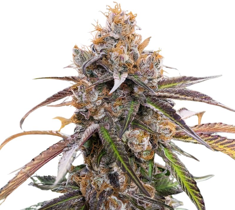 Blue Diamond cannabis seeds