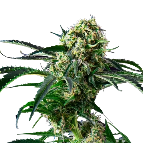 Blue Diesel cannabis seeds