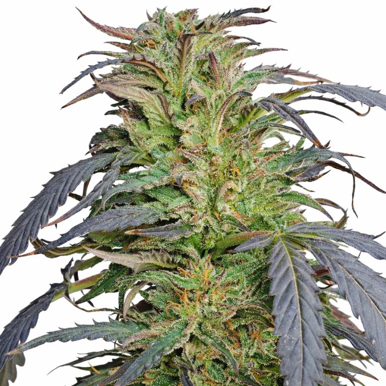Blue Dragon cannabis seeds