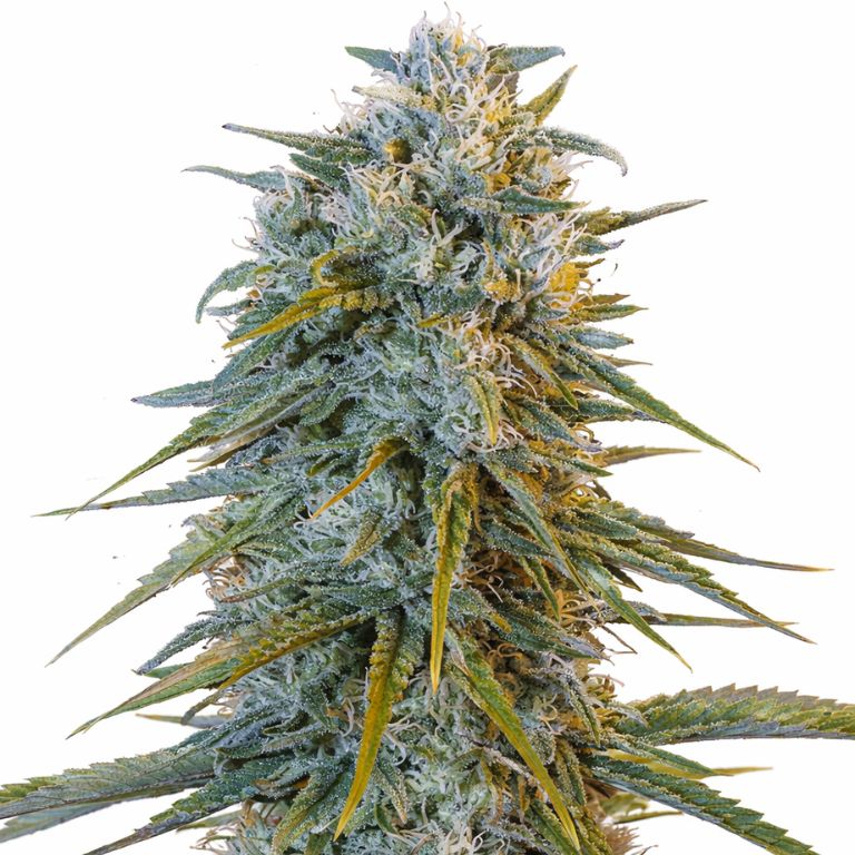 Blue Dream cannabis seeds