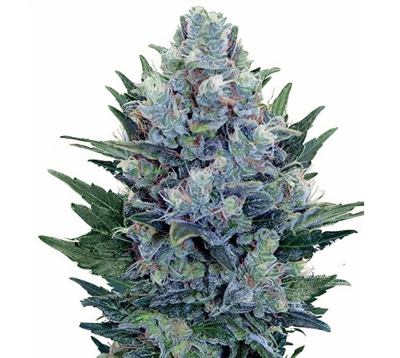 Blue Dynamite cannabis seeds