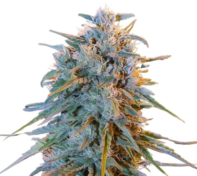 Blue Frost cannabis seeds