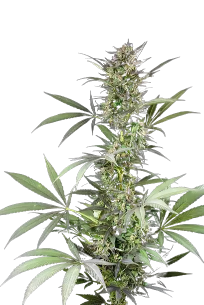 Blue Fruit cannabis seeds