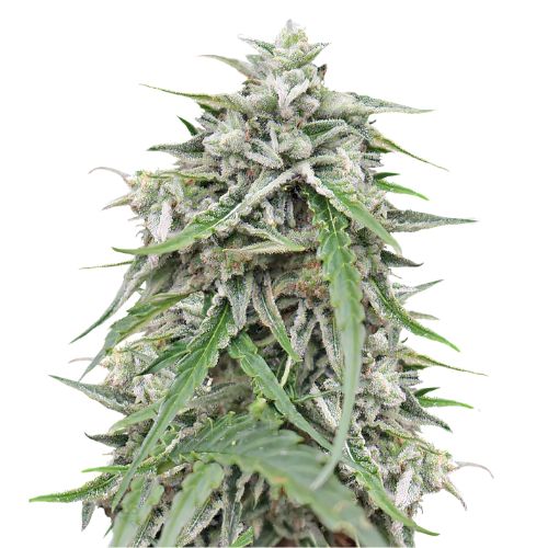 Blue Galaxy cannabis seeds