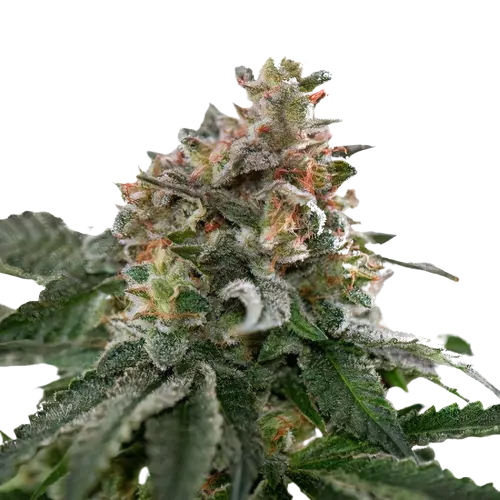 Blue Goo cannabis seeds