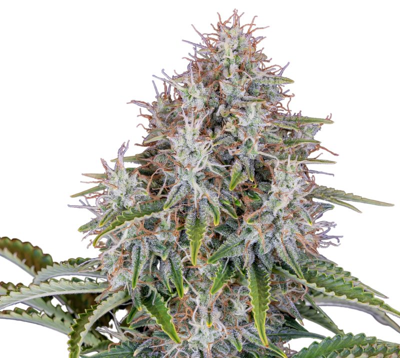 Blue Haze cannabis seeds