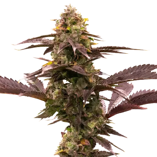 Blue Jack City cannabis seeds