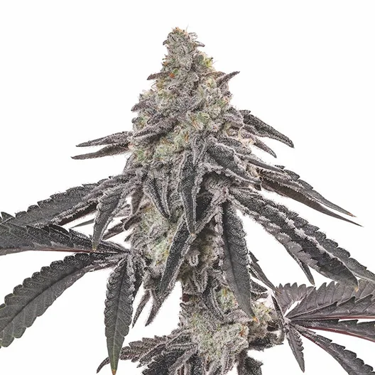 Blue Jay Way cannabis seeds